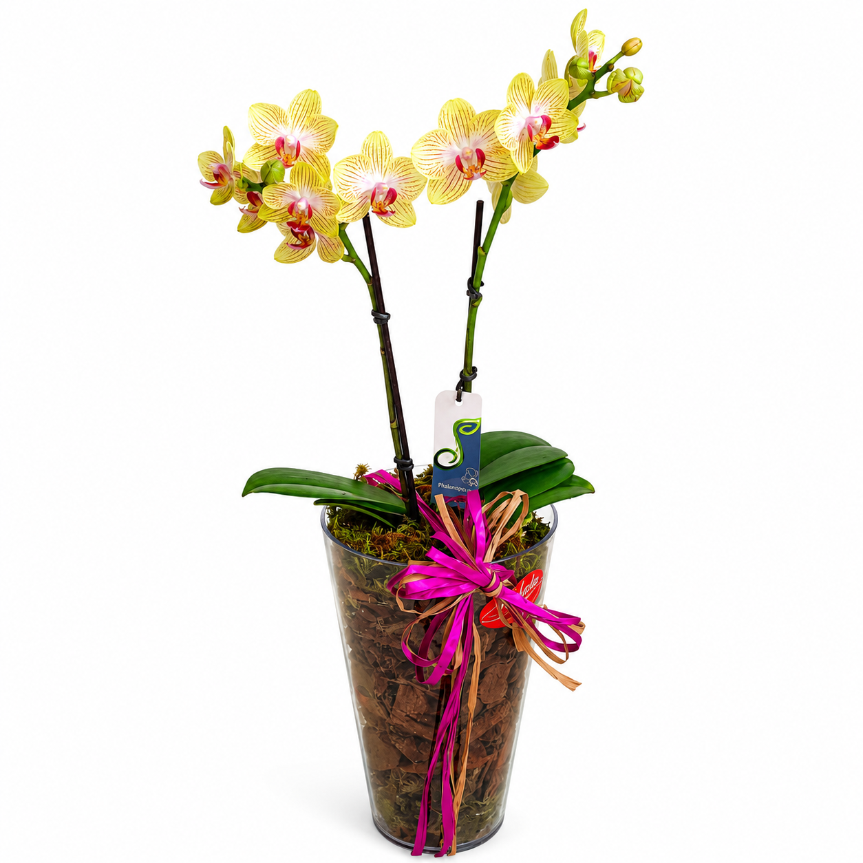 Mini Orqu�dea Phalaenopsis no Cachepot Tulipa