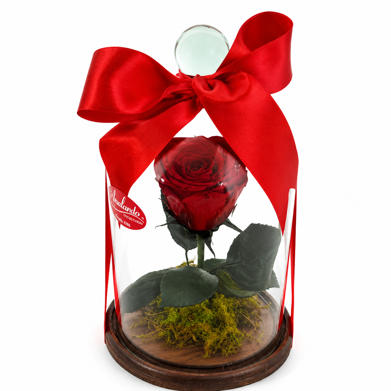 Bela Rosa Encantada Vermelha