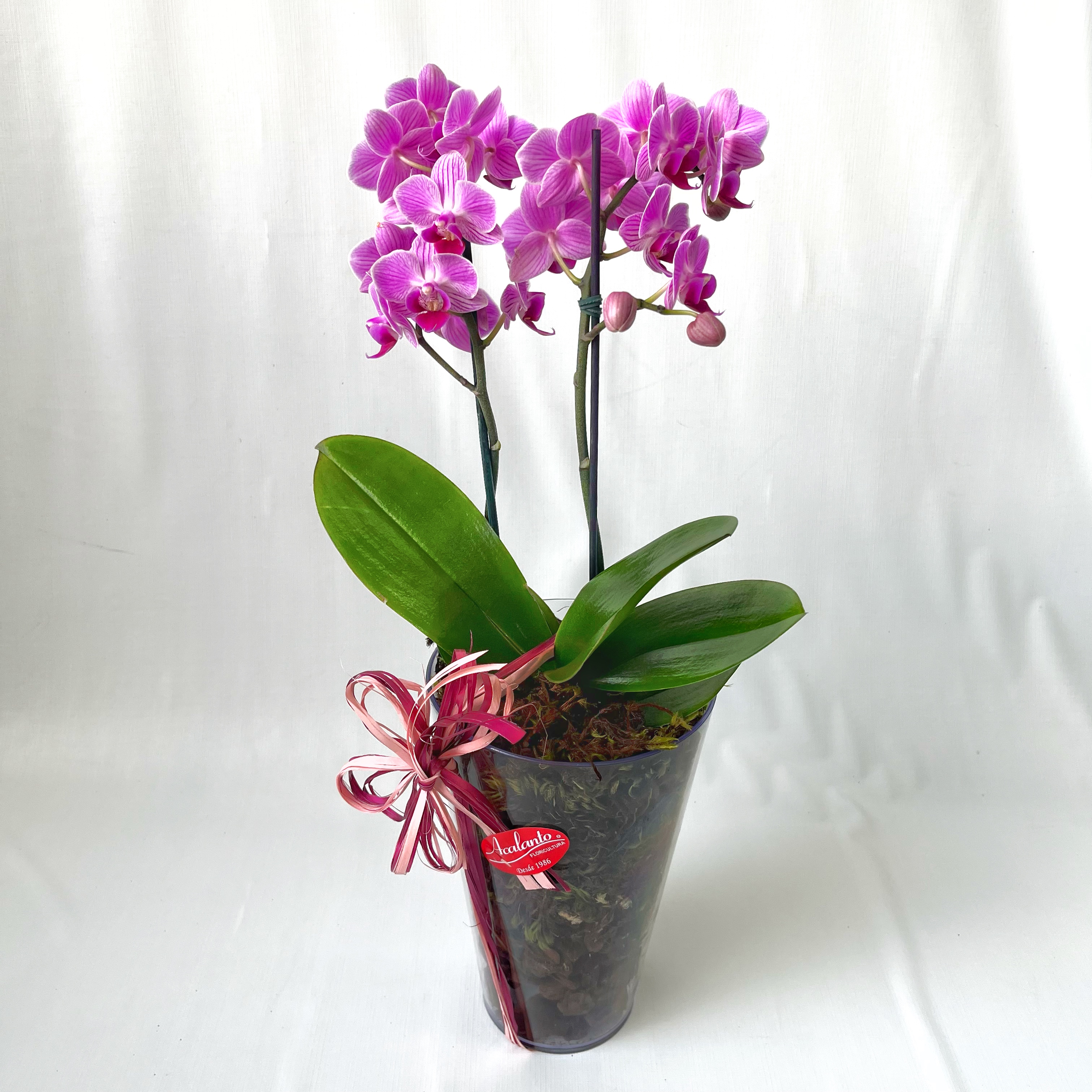 Mini Orqu�dea Phalaenopsis Rosa no Cachepot