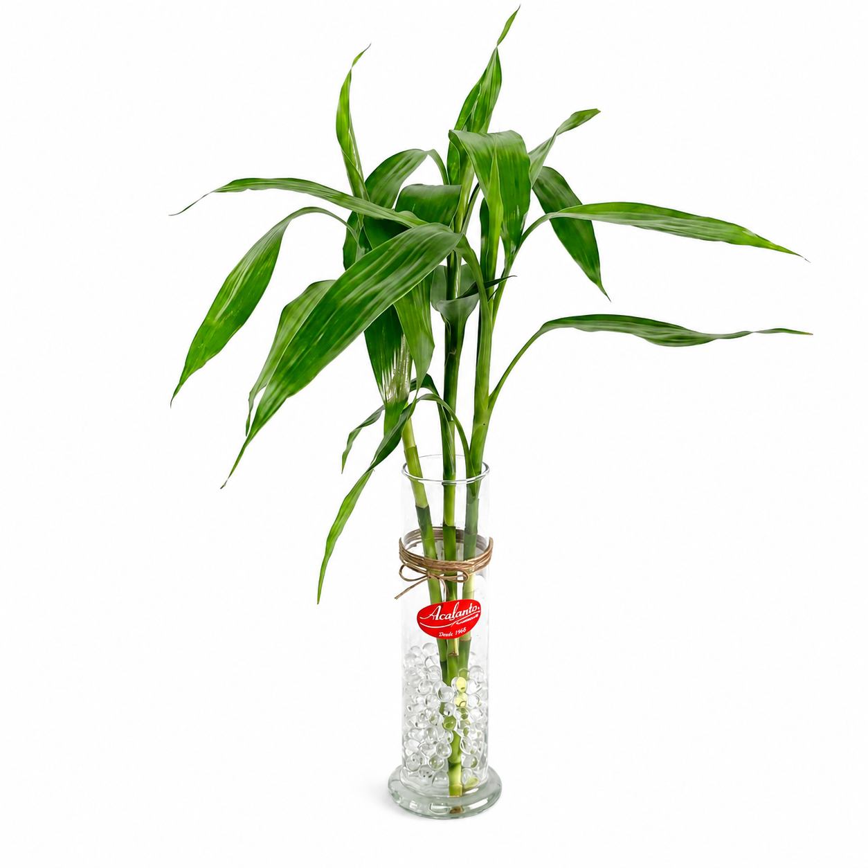 Bambu da Sorte em tubo de vidro