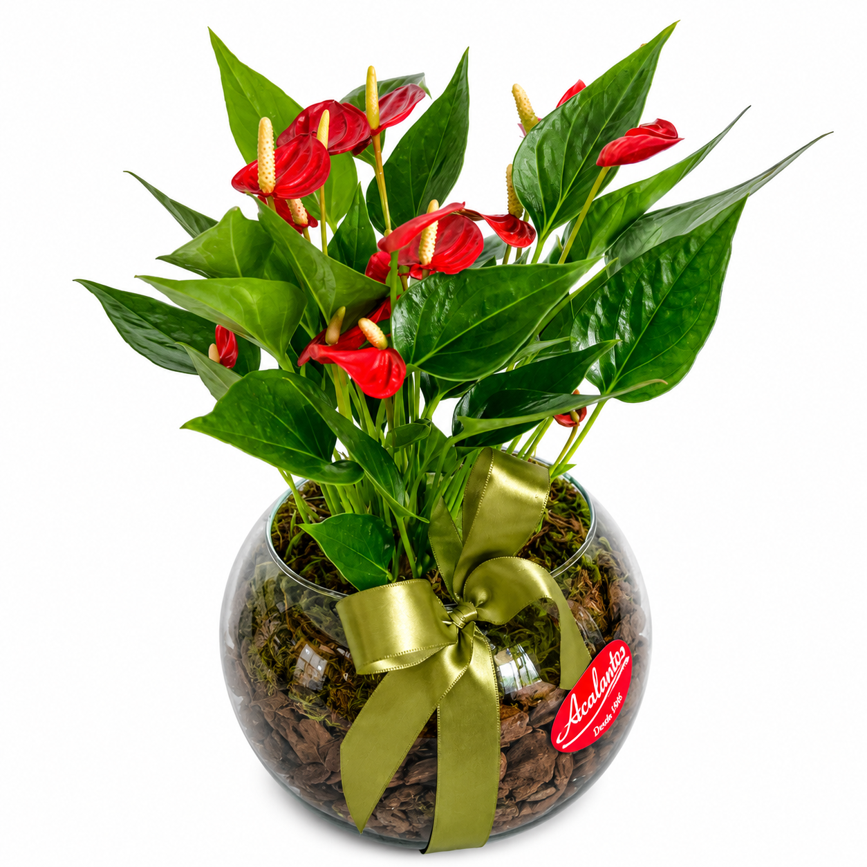 Aqu�rio de Mini Ant�rios