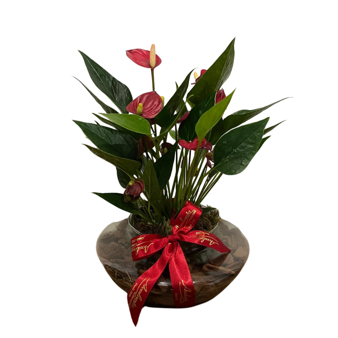 Bacia de Mini Ant�rios