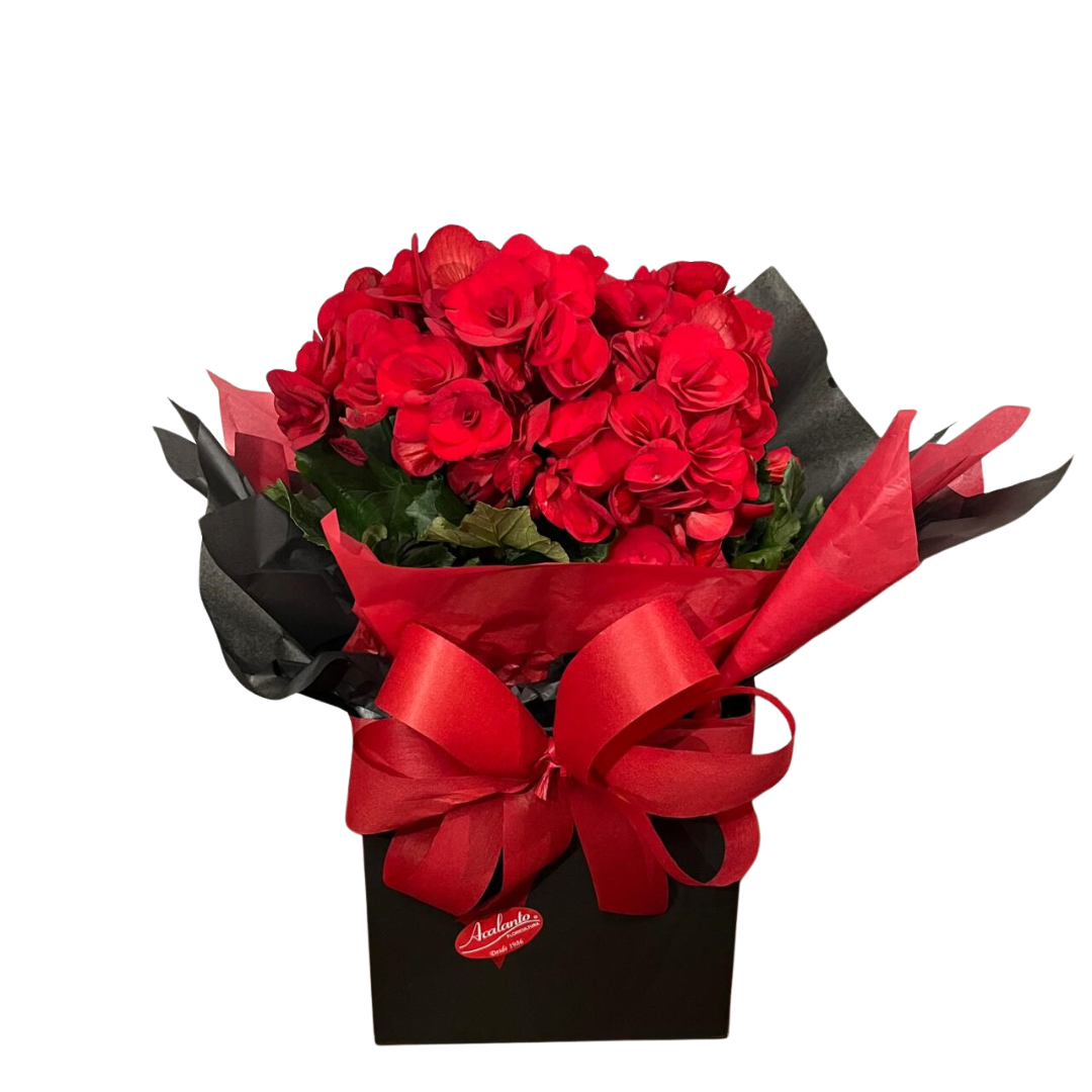 Box Black com Beg�nias