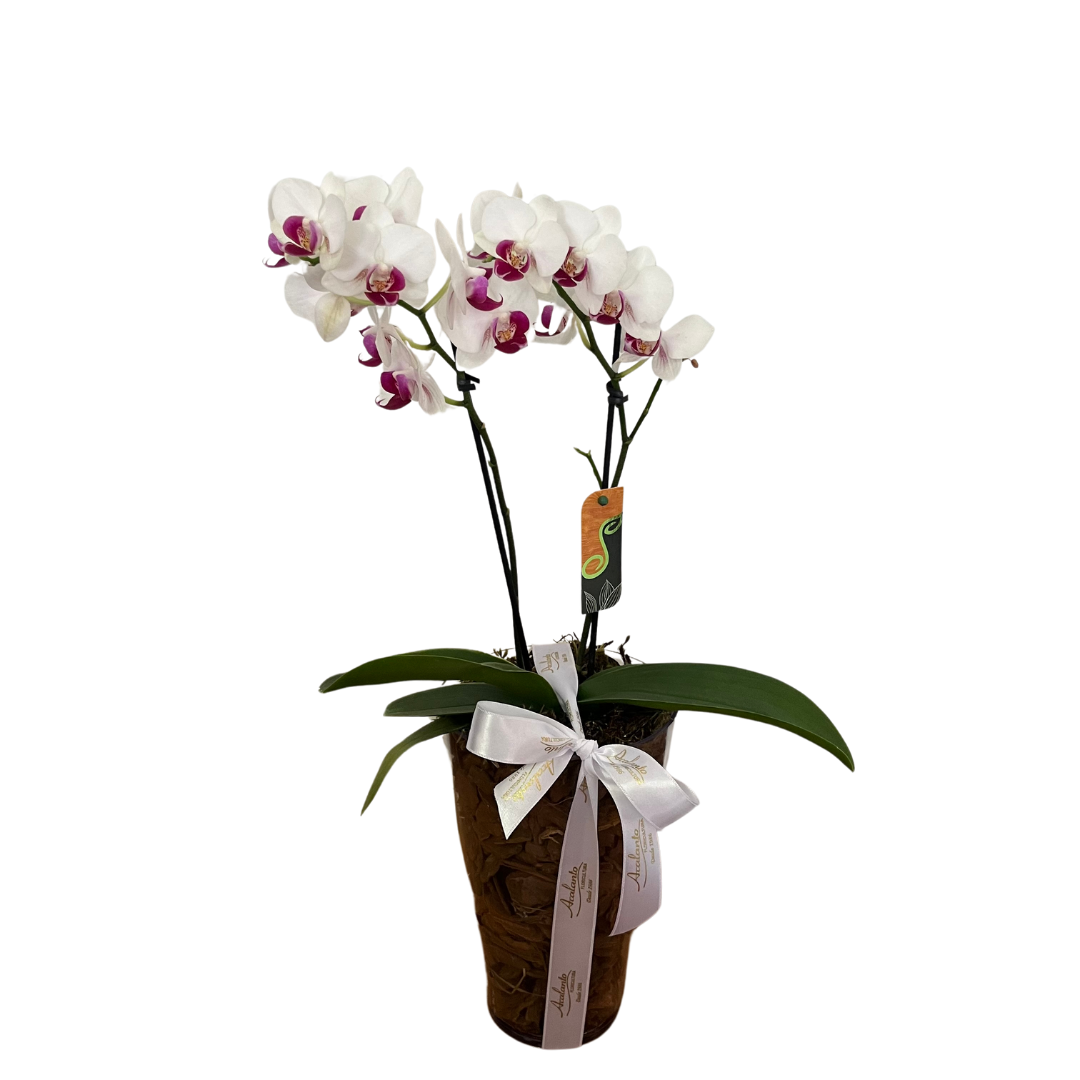 Mini Orqudea Phalaenopsis Branca no Cachepot