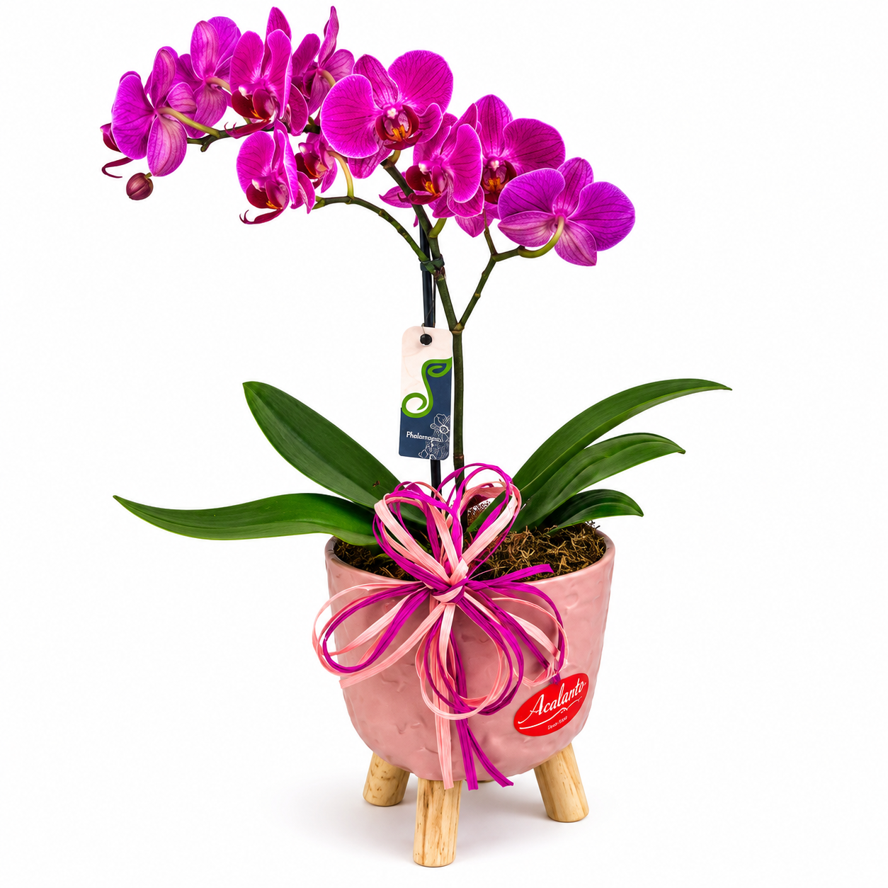 Mini Orqu�dea Phalaenopsis Cachepot Brulet