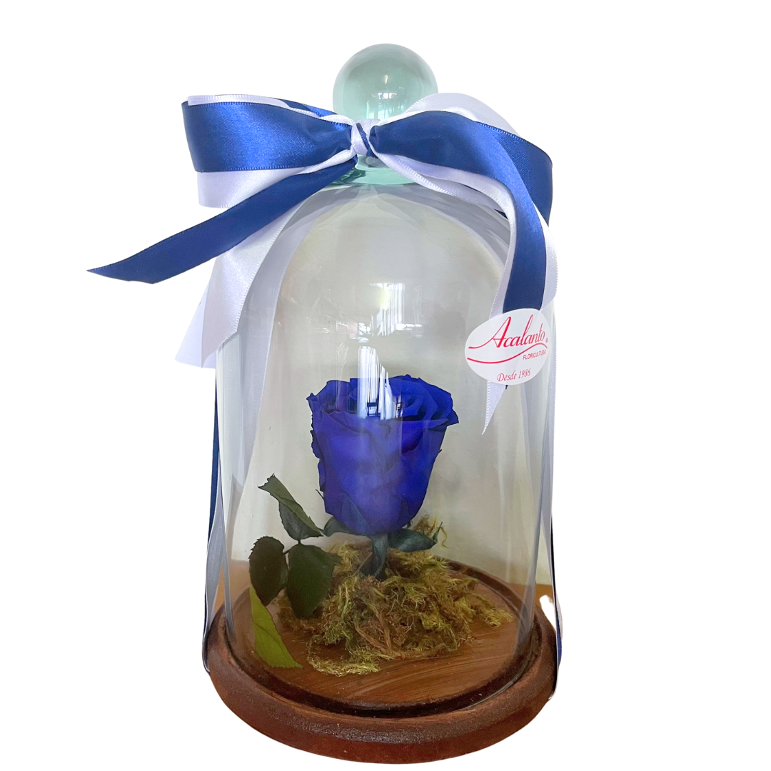 Bela Rosa Encantada Azul