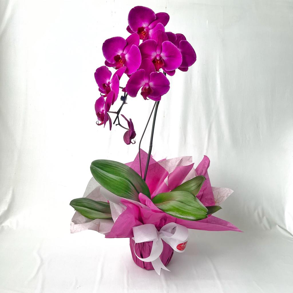 Orqudea Phalaenopsis 1haste presente