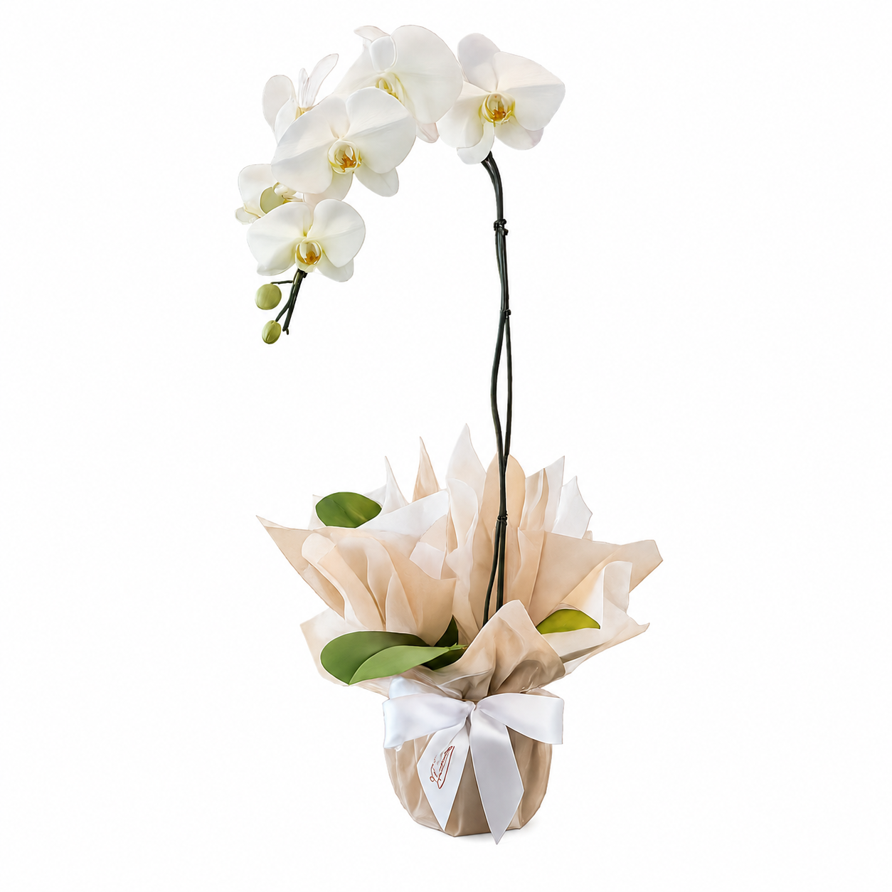 Orqu�dea Phalaenopsis Branca Presente