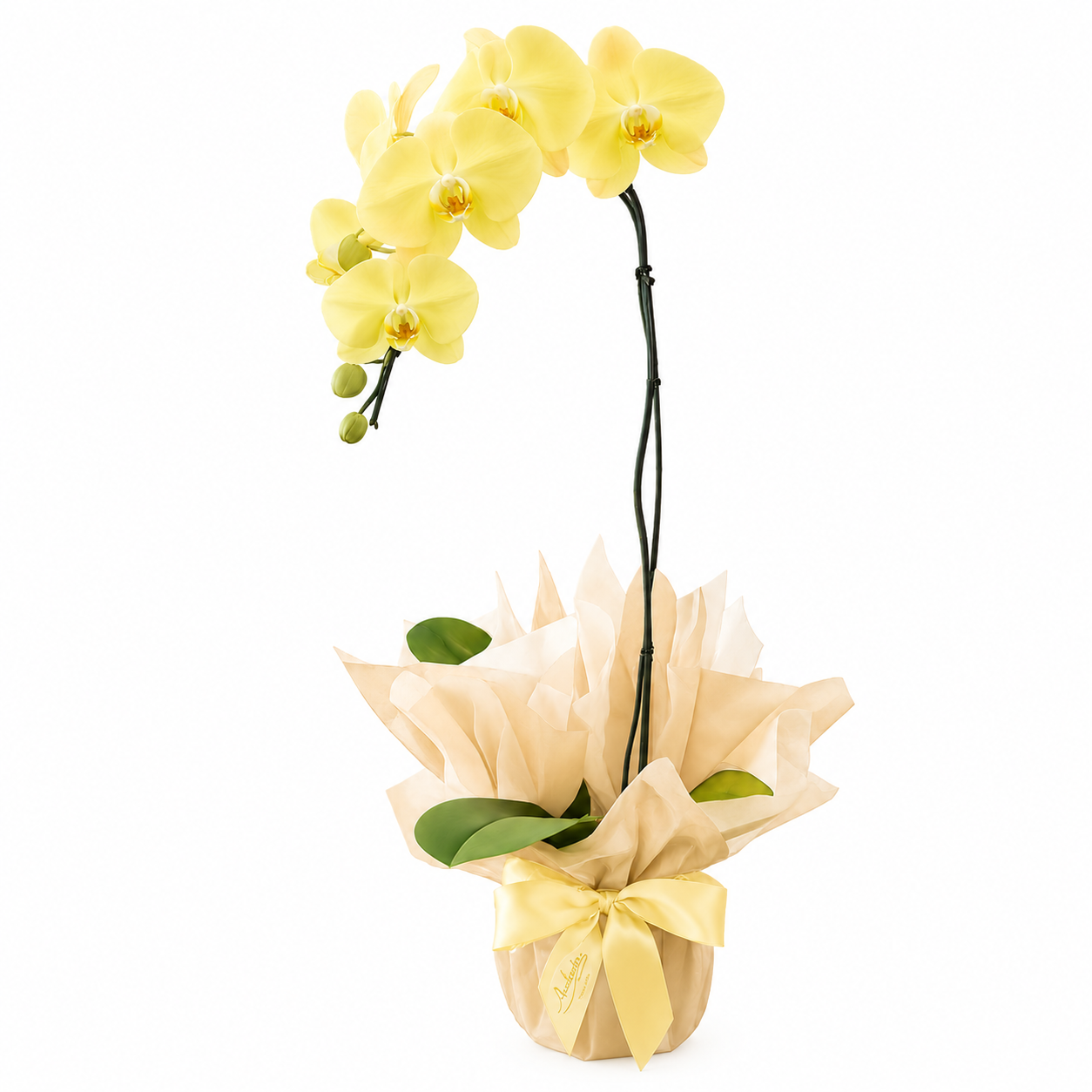 Orqu�dea Phalaenopsis Amarela Presente