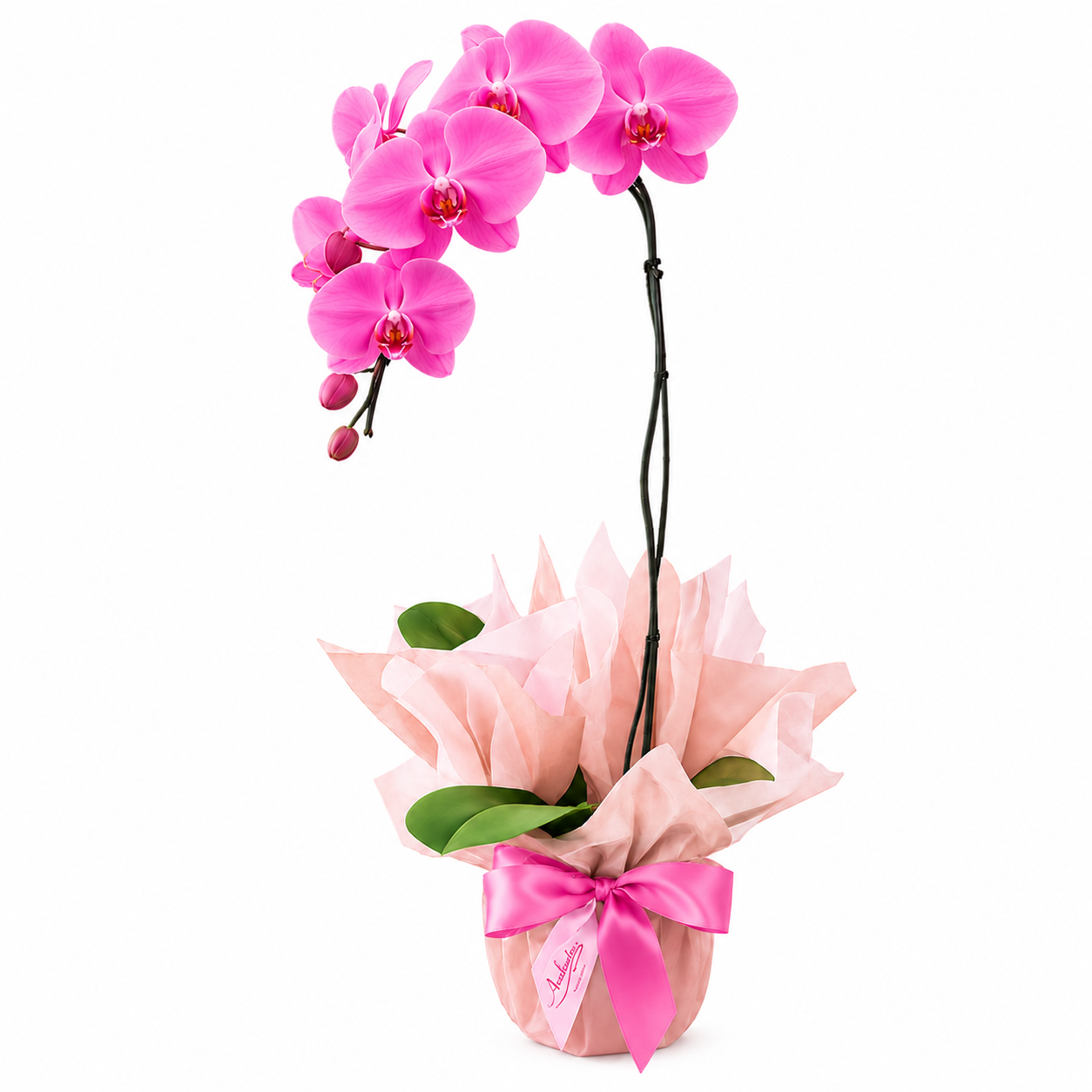 product-details