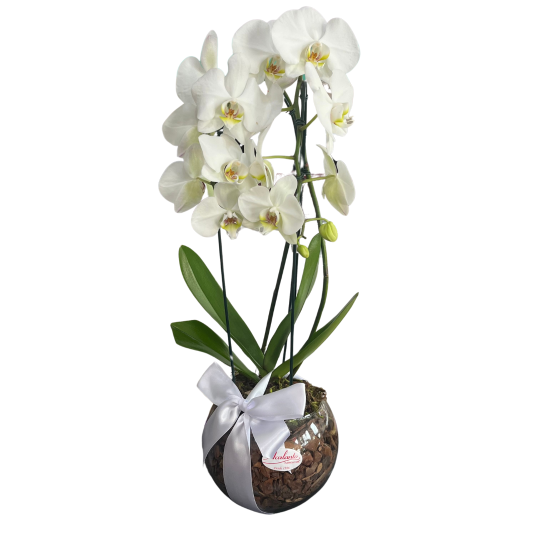 Dupla Orqu�dea Phalaenopsis Branca em Vaso de Vidro