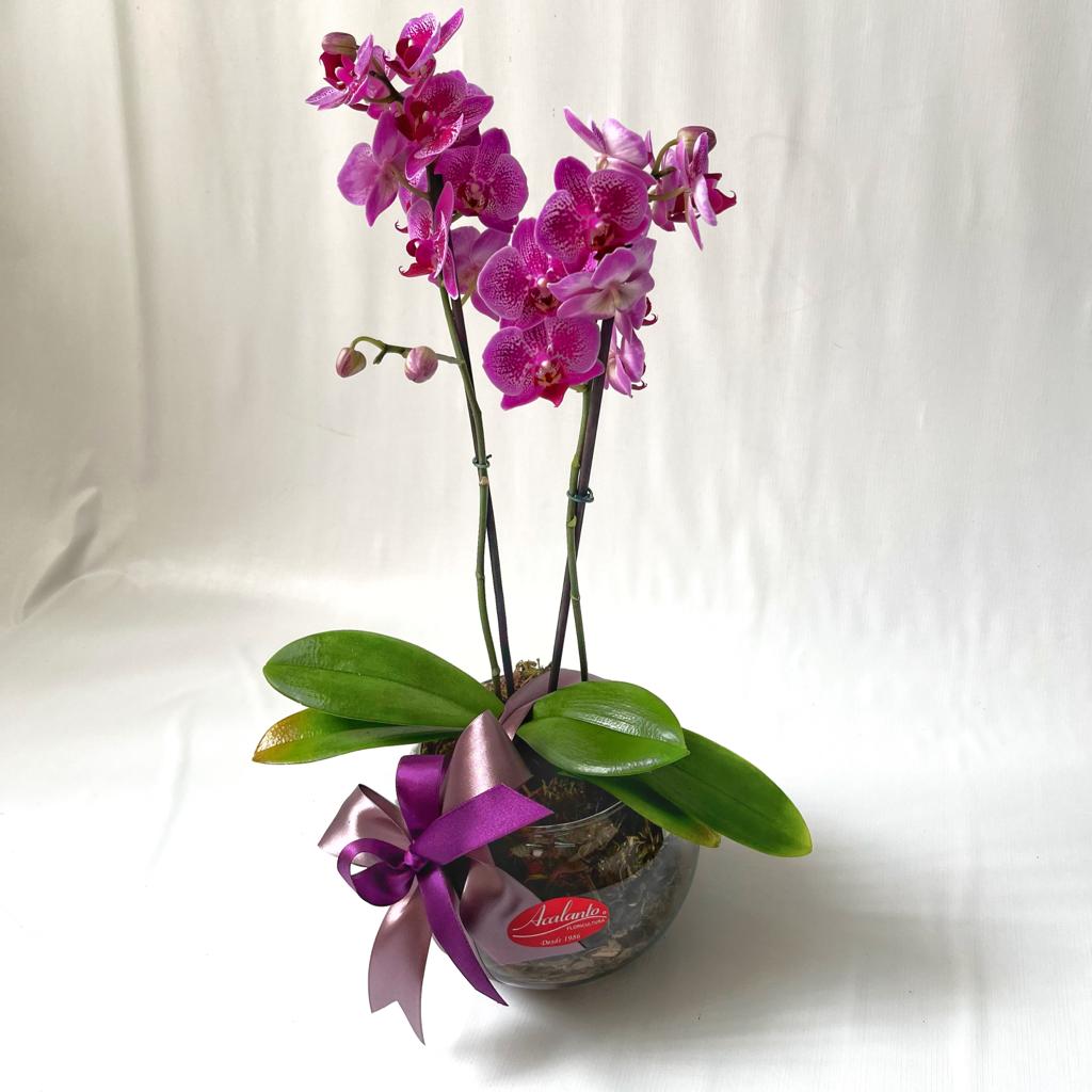 Mini Orqu�deas Phalaenopsis no Aqu�rio